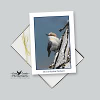 Nature Theme Note Card Stationery - Songbirds of the Eastern United States