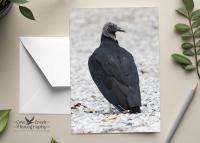 A blank or personalized Halloween card with an image of a black vulture available at www.covecreekphotography.com.