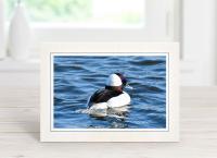 Male Bufflehead