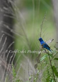 Indigo Bunting Cove Creek Photography