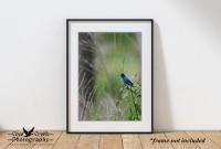 Indigo Bunting Art Print