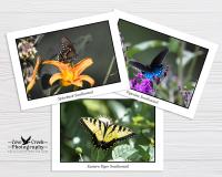 Swallowtail Butterfly Stationery Set at Cove Creek Photography