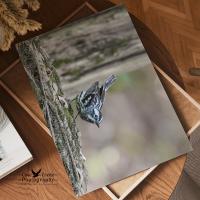 A 10" x 14" borderless giclee print of a black and white bird in a green forest at covecreekphotography.com.