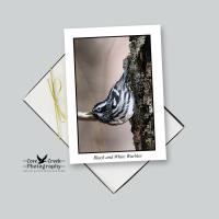 Nature Theme Note Card Stationery - Songbirds of the Eastern United States