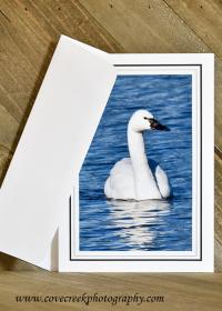 Tundra Swan Card