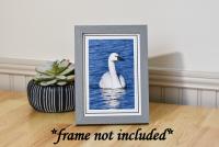 Tundra Swan All Occasion Photo Card