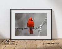 Northern Cardinal 5 x 7 Print