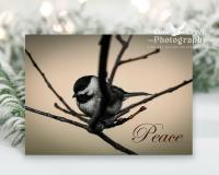 Original wildlife photography nature aesthetic Christmas cards featuring a Carolina chickadee with the message "Peace", and available at Cove Creek Photography.