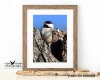 Carolina Chickadee Wildlife Photography