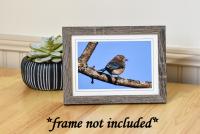 Eastern Bluebird Photo Card