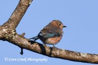 Female Eastern Bluebird