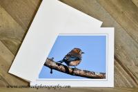 Bluebird Greeting Card