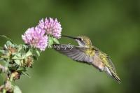 Female Ruby-throated Hummingbird