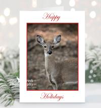 White-tailed deer Christmas cards with "Happy Holidays" that are available at Cove Creek Photography.