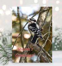 Rustic handmade Christmas cards with a downy woodpecker and the message Season's Greetings.  The boxed set is offered at covecreekphotography.com