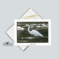 Gift-boxed blank 5 x 7 folding notecards with great egret, pied-billed grebe, ring-necked duck, and spotted sandpiper at Cove Creek Photography. 