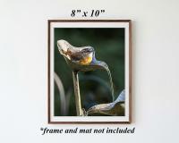 A giclee print of a small brown bird in a running water feature in a minimalist brown frame at covecreekphotography.com.