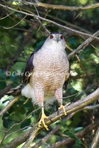 Cooper's Hawk