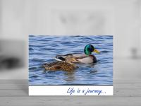 Male and Female Mallard