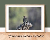 A framed nature photography giclee print of a lone northern flicker resting on a tree snag at Cove Creek Photography.