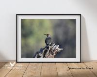Nature photography northern flicker borderless giclée print that can be found at Cove Creek Photography.