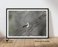 A stunning scissor-tailed flycatcher giclee print at Cove Creek Photography.  The image was captured by T. Spratt and is a limited edition nature photography print.