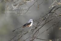 A limited edition giclee print of a scissor-tailed flycatcher at dawn.  The original nature photography by T. Spratt is offered at Cove Creek Photography.