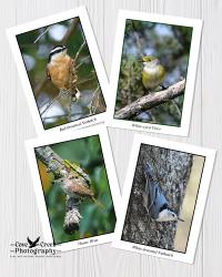 Blank notecards with photography of small birds of the eastern United States forests available at Cove Creek Photography.