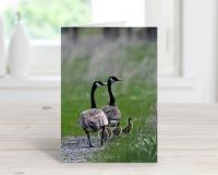 Cove Creek Photography Greeting Card