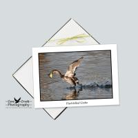 Water Bird Nature Photography Stationery Set of 12 Cards