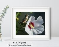 Original photography of a ruby-throated hummingbird and hibiscus flower offered at Cove Creek Photography.