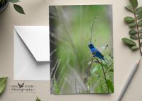 A fine photography any occasion card that has the options of personalization or purchase blank at Cove Creek Photography.