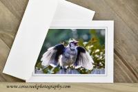 Bird Photography Card