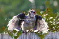 Blue Jay Fledgling