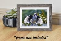 Blue Jay Fledgling Photographic Art Card