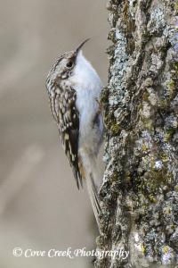 Brown Treecreeper