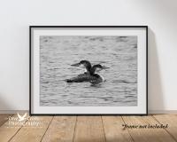 A giclee print of a pair of common loons in non-breeding colors.  The black and white print is offered at Cove Creek Photography.