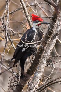 Pileated Woodpecker in Kentucky