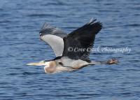 Great Blue Heron in Flight