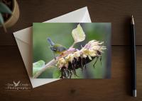 A keepsake greeting card with fine photography of a bird on a sunflower at www.covecreekphotography.com.