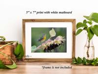 A 5" x 7" giclée print mounted in white matboard of a wood warbler perched on a sunflower, and offered exclusively at www.covecreekphotography.com