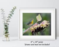 An 8" x 10" giclée print of a norther parula perched on a fading sunflower found at Cove Creek Photography.