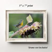 A 5" x 7" giclée print of a wood warbler in a flower garden.  Original photography offered at Cove Creek Photography.