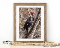 Pileated Woodpecker in Kentucky