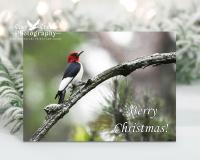 Nature Christmas cards with photography of a red-headed woodpecker in a pine forest.  The boxed set of cards is at covecreekphotography.com.