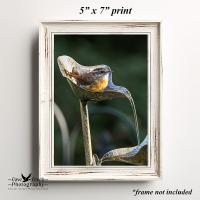 A garden feature with a Carolina wren giclée print available at Cove Creek Photography.
