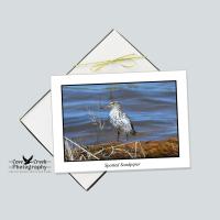 Water Bird Nature Photography Stationery Set of 12 Cards