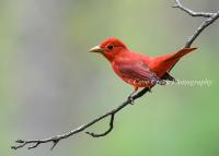 Male Summer Tanager Minimalist Nature Open Edition Print