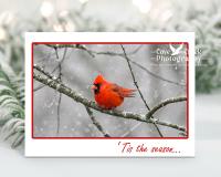 A brilliant red northern cardinal in the snow is on the front of a "Tis the Season" holiday card.  The boxed set of greeting cards is at Cove Creek Photography.