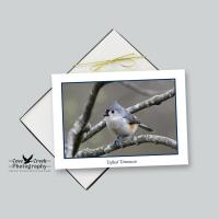 Tufted Titmouse Photography Blank Note Card Stationery Set